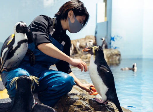 「私たち飼育スタッフは、展示室で物を落とさないように気をつけています。生き物が餌と間違えて飲み込んでしまうからです。皆さんも海ではゴミを落とさないように気をつけてくださいね」